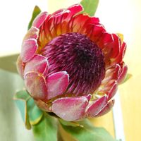 プロテア,プロテアシルビア,お正月の花の画像