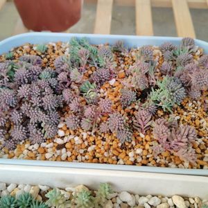 セダム,プルプレア,セダム　ヒスパニカム　プルプレア,多肉植物,初心者の画像