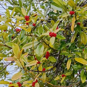 タラヨウ,雌株.,多羅葉(タラヨウ),植栽,雌雄異株の画像
