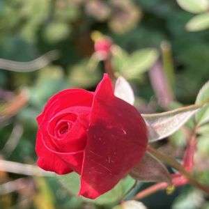 ツワブキ,ミニバラ,ミモザ,ジュンベリー,ツワブキ(石蕗)の画像