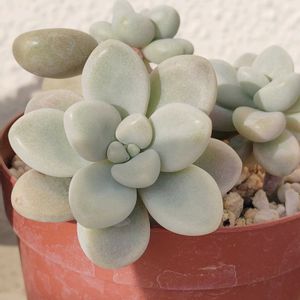 だるま秀麗,多肉植物,初心者,だるま秋麗,ベランダの画像