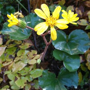 ツワブキ,斑入りツワブキ,ツワブキ(石蕗),石蕗（つわぶき）,地植えの画像