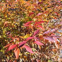 八重咲きコデマリ,我が家の庭,小春日和,剪定,色づいた葉の画像