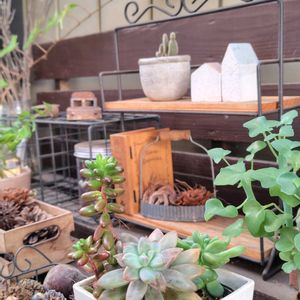多肉植物,多肉植物寄せ植え,多肉棚,多肉植物のある暮らし,あっ火曜日の画像