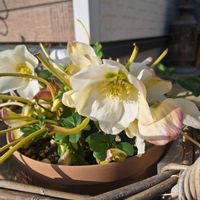 クリスマスローズ ニゲルの画像