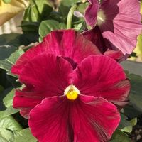 パンジー,パンジー,パンジーカーリーウィッチ,鉢植え,開花中の画像