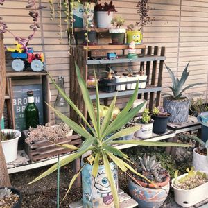 多肉植物,多肉の植え替え,多肉男子,庭の画像