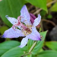 ホトトギスの画像