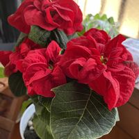 ダイモンジソウ,ツワブキ,ポインセチア,ポインセチア ウィンターローズ,GSのみなさんに感謝♡の画像