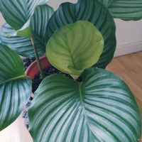 カラテア マコヤナ,カラテア・オルビフォリア,観葉植物,インドアグリーン,葉っぱ好きの画像