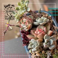 多肉植物,多肉植物の紅葉,タニラー,多肉女子,らり♪多肉の画像