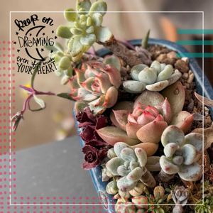 多肉植物,多肉植物の紅葉,タニラー,多肉女子,らり♪多肉の画像