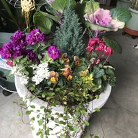 オレガノ,葉牡丹,ラベーンダー,お花好き,ピンク，白，淡いピンク，カーネーション，四つ葉のクローバ〜など入ってシックな色合いですの画像