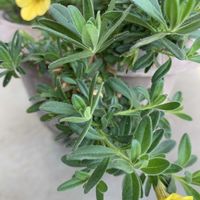 カリブラコア,マイガーデン,癒し,和む,やさしい気持ちの画像