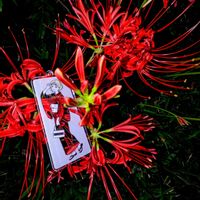 アジサイ,ヒガンバナ,苔(コケ),ヒマツリ,オオテマリの画像