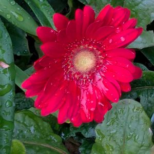 ガーベラ,バラ,バラ,バラ,バラの画像