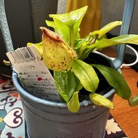 ウツボカズラ,ネペンテス・フーケリアナ,食虫植物・ウツボカズラ,ネペンテス、フーケリアナの画像