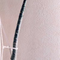 アデニウム,アデニウム 砂漠のバラの画像