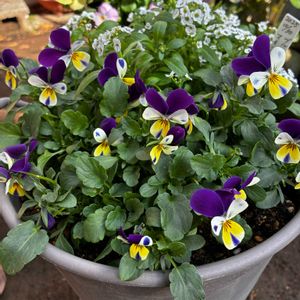 ビオラ,ビオラ ラビットシリーズ,アイスチューリップ,ビオラ ブルーラビットイエローリップ,ガーデニング初心者の画像