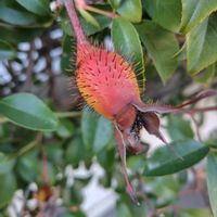 ナニワイバラ,ローズヒップ,GSに感謝。,植物観察,とおりががりの画像