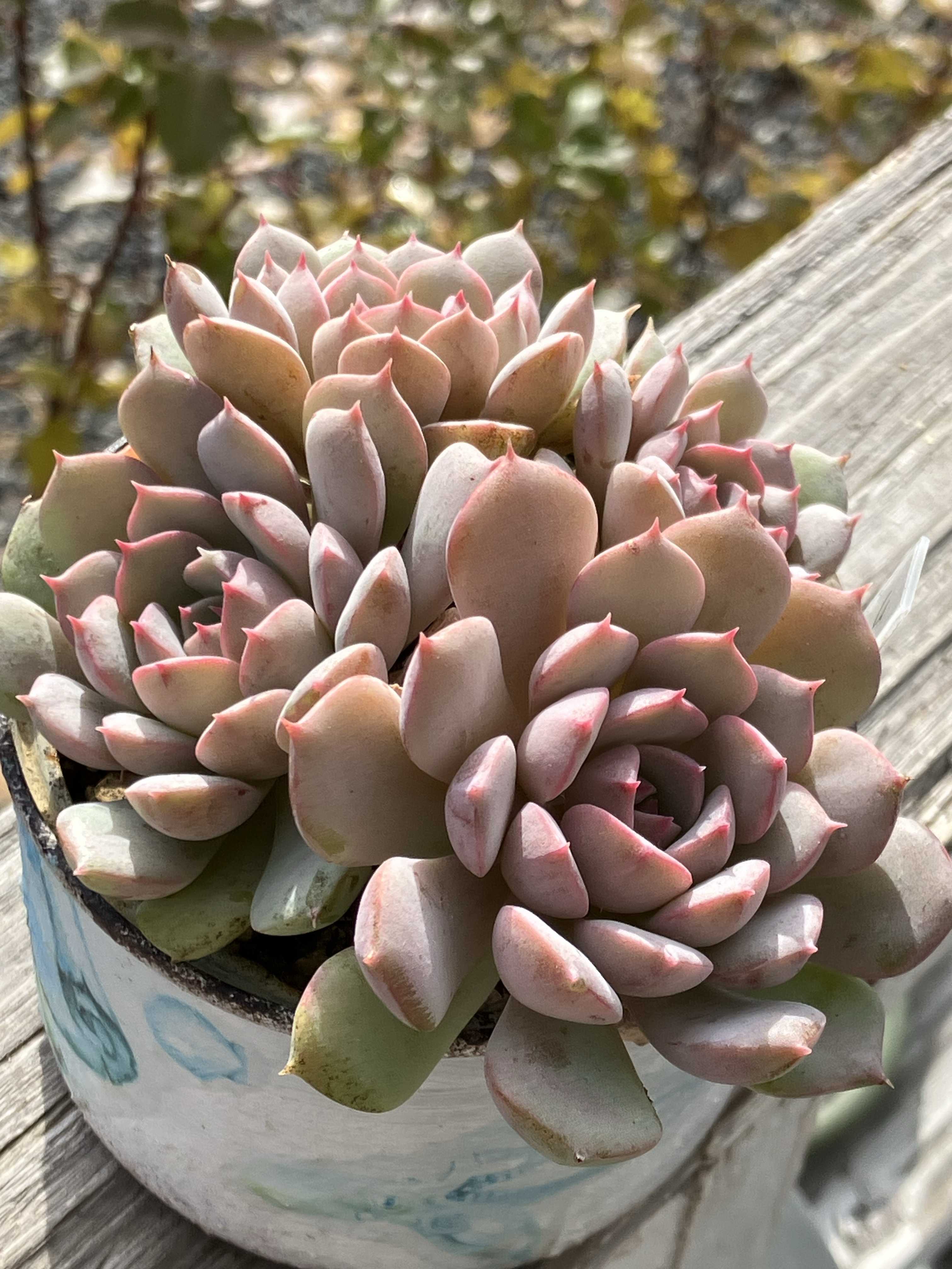 赤と緑のグラデーションが美しい！多肉植物の「夕映え」とは