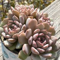 クララ,多肉植物,紅葉する多肉,多肉大好き,多肉植物のある暮らしの画像