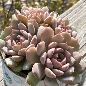 クララ,多肉植物,紅葉する多肉,多肉大好き,多肉植物のある暮らしの画像