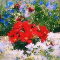 ポインセチア,デルフィニウム,今週の鑑賞記録✨の画像