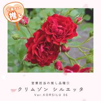 バラ　クリムゾン シルエッタ,つるバラ,赤いバラ,ランブラーローズ,赤いつるバラの画像