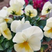 かわいい花,咲いた～,ピンク系,ホワイト系,イエロー系の画像