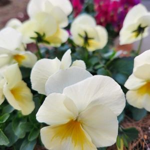 かわいい花,咲いた～,ピンク系,ホワイト系,イエロー系の画像