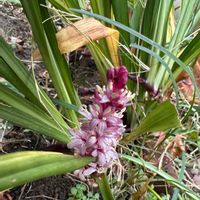 吉祥草,ガーデニング,可愛い,咲いた！,可愛いピンク色♡の画像