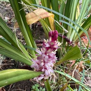 吉祥草,ガーデニング,可愛い,咲いた！,可愛いピンク色♡の画像