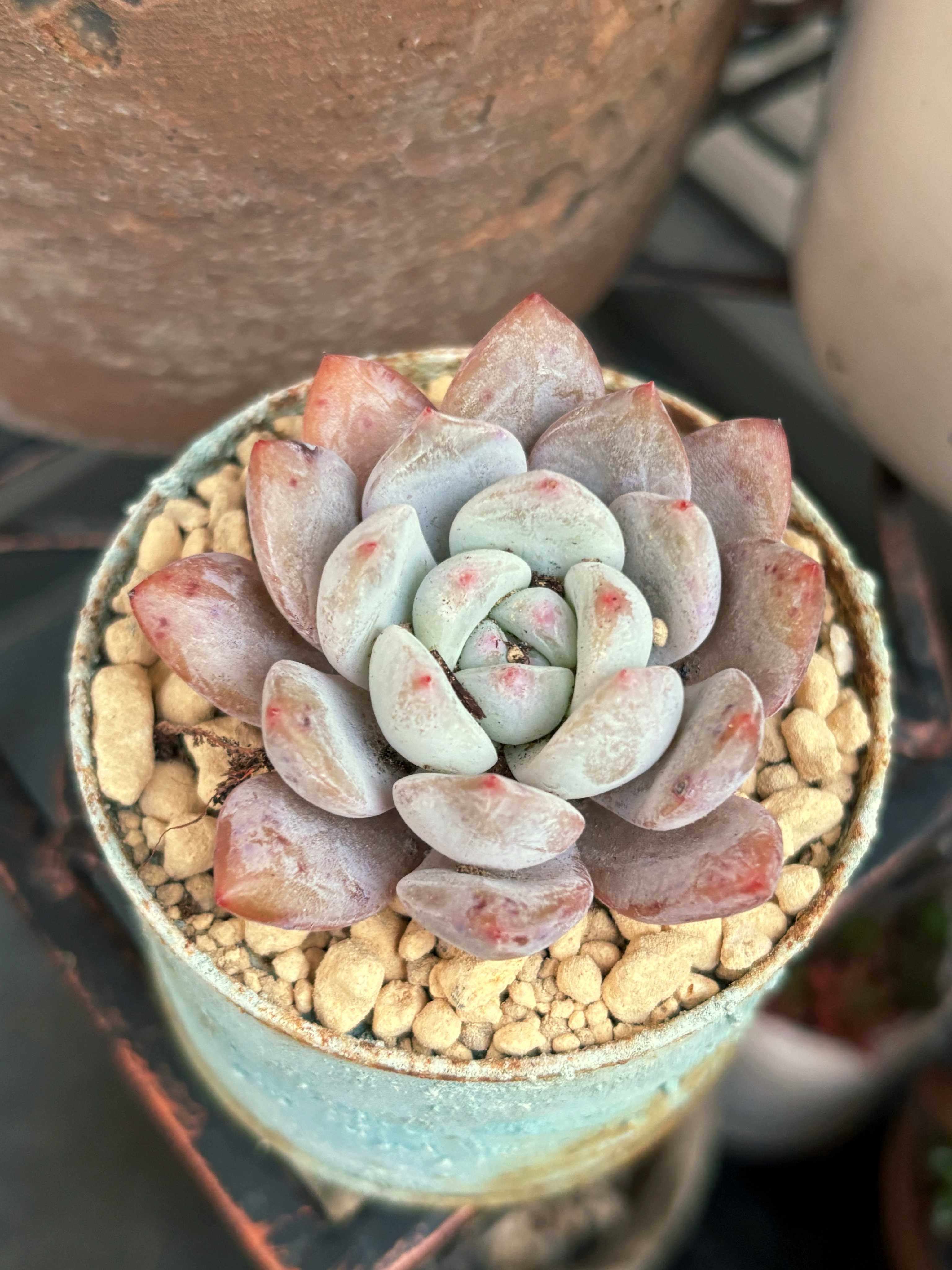 多肉植物 緑と赤のグラデーション*2 赤と緑のグラデーションが美しい！多肉植物の「夕映え」とは