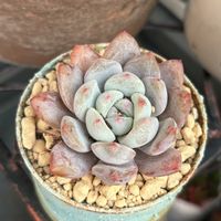 エケベリア,モンロー,紅葉する多肉,記録用の画像