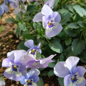 ビオラ,地植え,水色の花,紺色の花,庭の画像