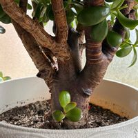 カネノナルキ,花月の画像