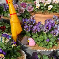 パンジー,ビオラ,ビオラヌーヴェルヴァーグ,うんこ,ローブ・ドゥ・アントワネット　ソワレの画像