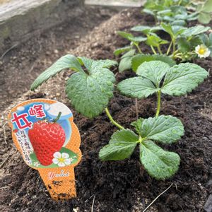 イチゴ,水菜,スナップエンドウ,サンチュ,スティックブロッコリーの画像