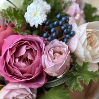 マーガレット,ローズゼラニウム,ローズゼラニウム,ミニバラ,バラ あおいの画像