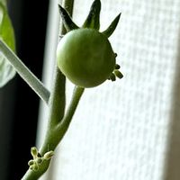 ミニトマト,ミニトマト,ミニトマトの花,ペットボトル水栽培,リビングの画像