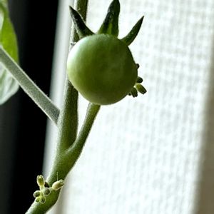 ミニトマト,ミニトマト,ミニトマトの花,ペットボトル水栽培,リビングの画像