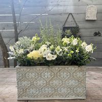 シロタエギク,スズランエリカ,オレガノ ロタンダフォーリア,寄せ植え,ガーデニングの画像