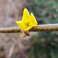 レンギョウの画像