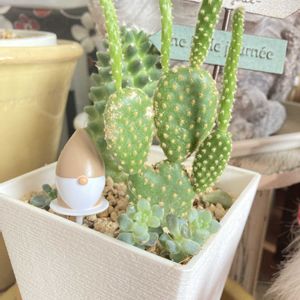 サボテン,100均の画像