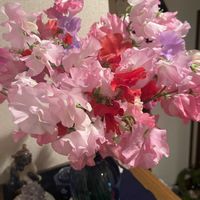 スイートピーの画像