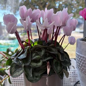 癒し,まだまだ初心者,冬支度,多肉植物のある暮らし,GSのみなさんに感謝♡の画像