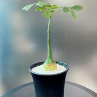 アデニア・グラウカ,プラ鉢,ユーフォルビアが好き,塊根見習い,サボテン見習いの画像