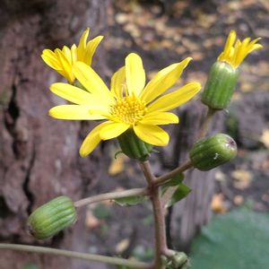 ツワブキ,ツワブキ,ツワブキ(石蕗),ツワブキのつぼみ,石蕗（つわぶき）の画像