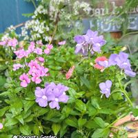 クリスマスローズ,ネメシア,パンジー・ビオラ,パンジー,オステオスペルマムの画像